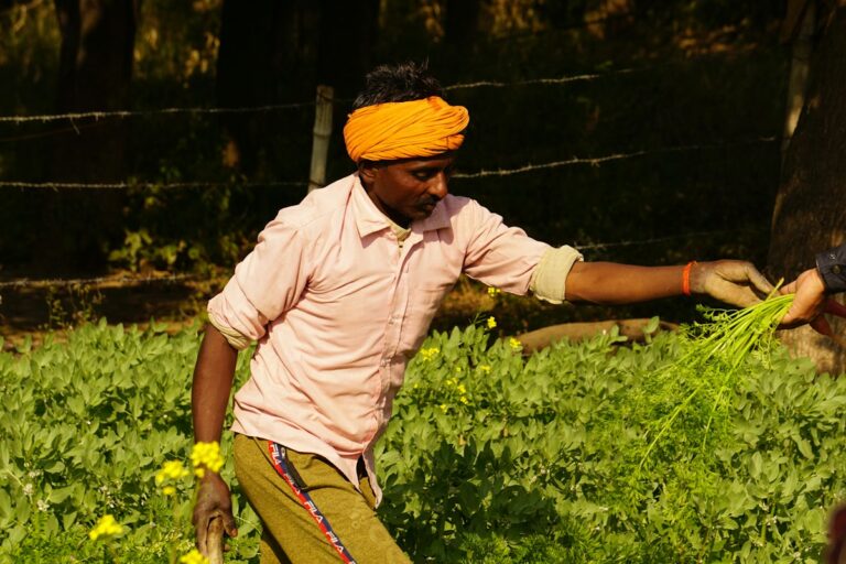 A farmer harvesting plants in the field