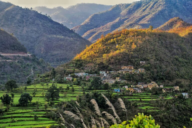 Terraced fields in the hills of Uttarakhand